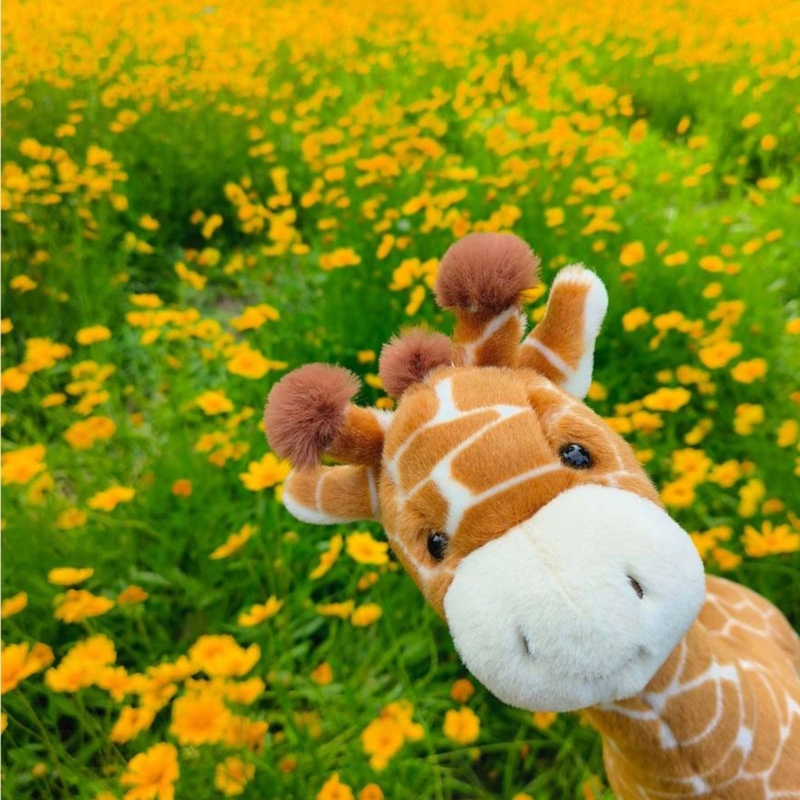 Very Soft Giraffe Plush Toy Fo - đánh giá và giá Kids Toys Very